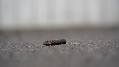 Elephant hawk moth caterpillar Stock Footage 249113305