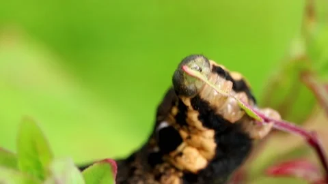 Elephant Hawk Moth caterpillar. Scientific name, Deilephila elpenor. Stock-Footage 193992999