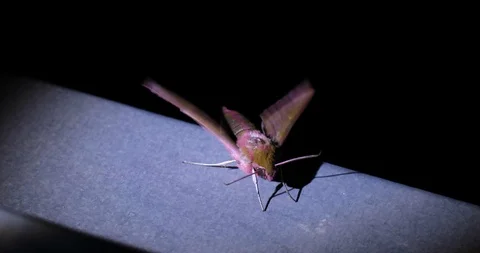 Elephant Hawk-moth Stock Footage 110810204