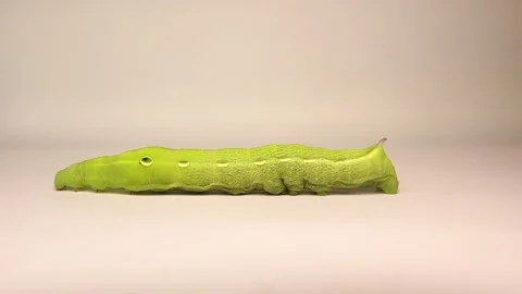 Elephant hawk-moth larva crawling isolated on white background Stock Footage 312568545