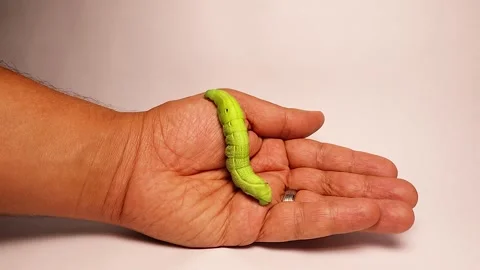 Elephant Hawk-moth larva on hand – harmless, plump, and visually striking Stock Footage 312429490