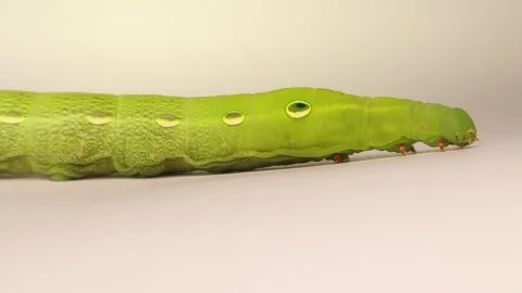 Elephant Hawk-moth larva on white background with spiracles visible in detail Stock Footage 312682145