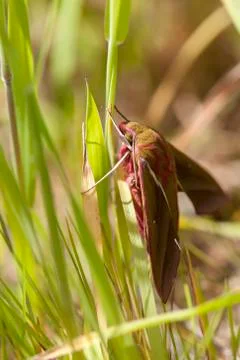 Elephant hawkmoth Stock Photos