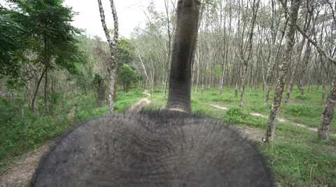 Elephant head and trunk . Video stock 61193766