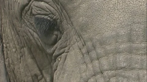 Elephant head - big close up Stock Footage 22197460
