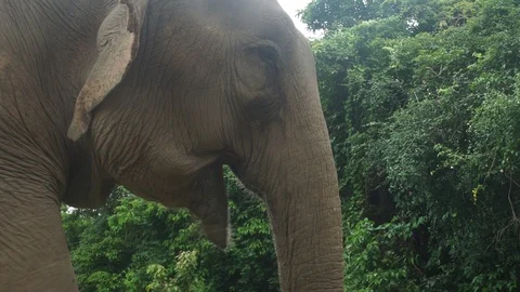 Elephant head close up chewing 4k Stock Footage 123155875