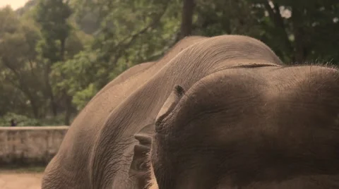 Elephant head from close distance Video stock 60765572