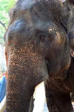 Elephant head close up Stock Photos