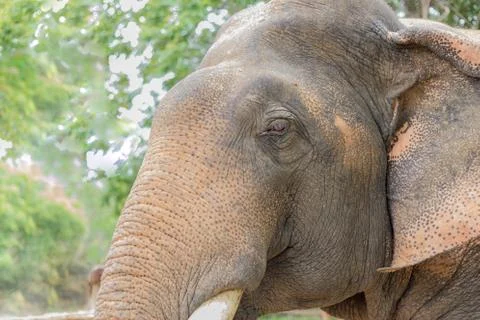 Elephant head close up Stock Photos