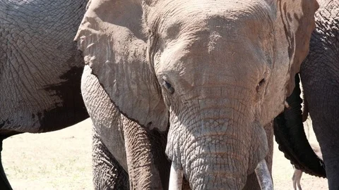 Elephant head closeup Stock Footage 84754910
