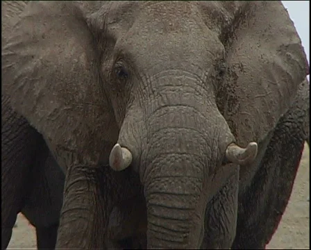 Elephant Head 库存影片 728271