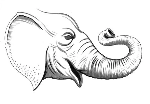 Elephant head Stock Illustration