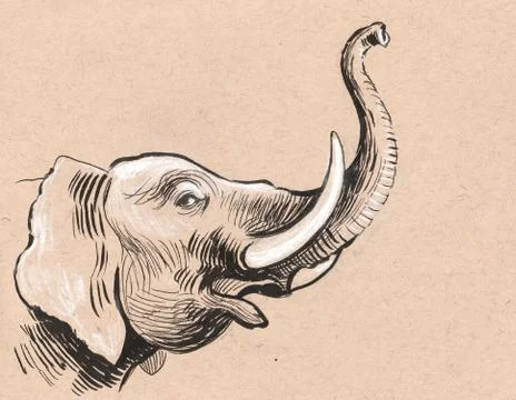 Elephant head Illustrazione stock