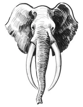 Elephant head Stock Illustration