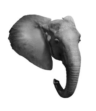 Elephant head isolated Stock Photos