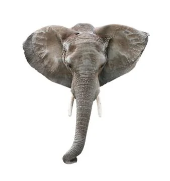 Elephant Head Isolated on White Stock Photos