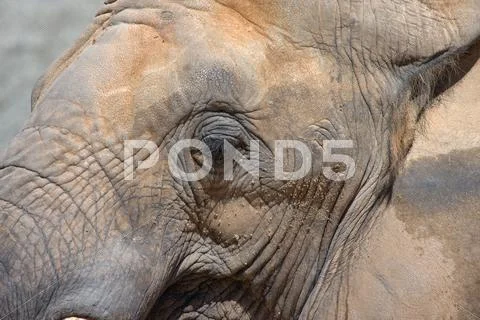 Elephant head Stock Photos