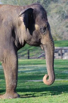 Elephant head Stock Photos