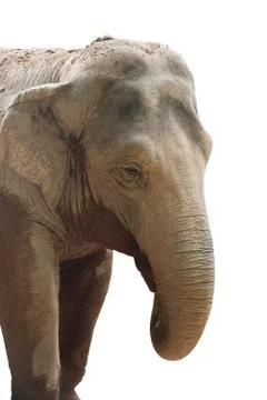 Elephant head Foto stock