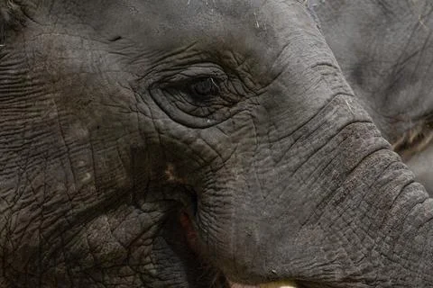 Elephant Head Portrait Stock Photos