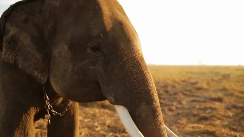 The elephant head shot close up HD format. Video stock 101001625