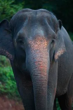 The elephant head tilt colored  Stock Photos