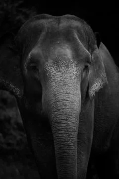 The elephant head tilt  Stock Photos