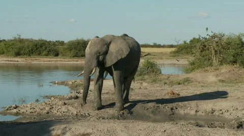 Elephant head toss Видео 481530