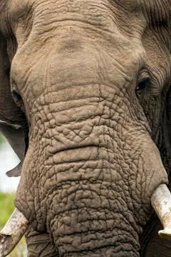 Elephant Head Trunk Tusk Pattern and Texture Stock Photos