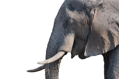 Elephant head on white Stock Photos