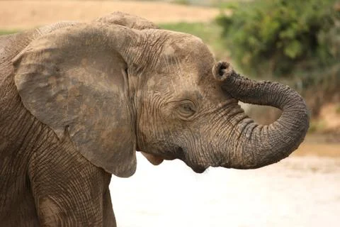 Elephant Headache Stock Photos
