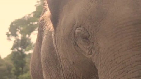 Elephant headshot close jup Stock Footage 60765542