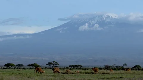Elephant hear with backdrop of mount Killimanjaro, Amboseli, Africa Vídeo Stock 330595537