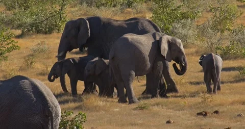 Elephant heard 動画素材 252301055