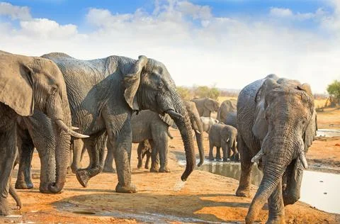 Elephant Heaven Stock Photos