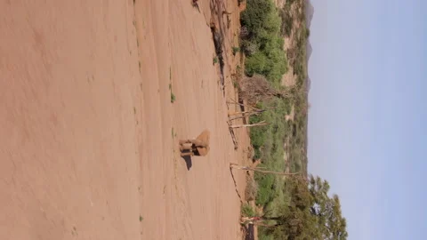 Elephant from Helicopter Vídeos de archivo 234679027