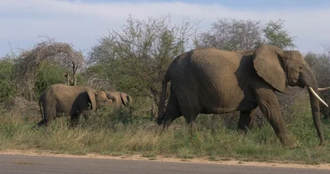 Elephant with her babies Stock Footage 90537038