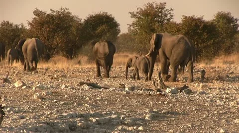 Elephant herd in the afternoon Stock Footage 11976324