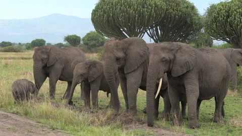 Elephant herd in the Albert Lake delta, Murchison Falls NP, Uganda in Africa. El Stock-Footage 163972620