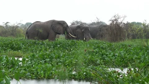 Elephant herd in the Albert Lake delta, Murchison Falls NP, Uganda in Africa. El Stock Footage 163972808
