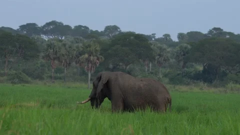Elephant herd in the Albert Lake delta, Murchison Falls NP, Uganda in Africa. El Stock Footage 163973067