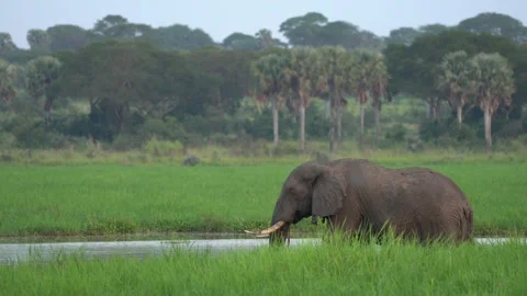Elephant herd in the Albert Lake delta, Murchison Falls NP, Uganda in Africa. El Vídeos de archivo 163973249
