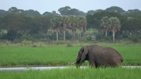 Elephant herd in the Albert Lake delta, Murchison Falls NP, Uganda in Africa. El 库存影片 163973325