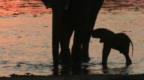 Elephant herd and new born baby in silhouette at waters edge Stock Footage 46373545