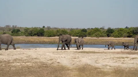 Elephant Herd With Babies Passing From Right To Left Stock Footage 230496675