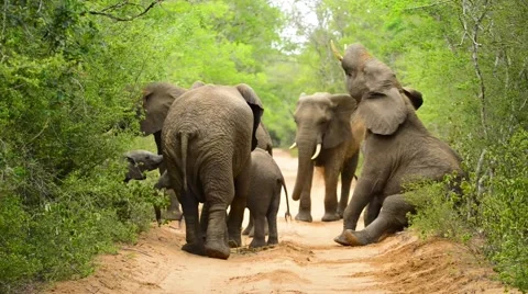 Elephant herd being playful Stock Footage 61219627