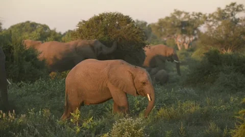 Elephant Herd in Bushveld Stock Footage 134598774