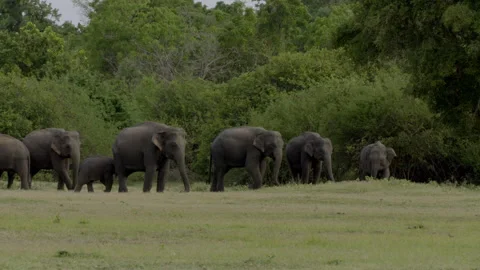 Elephant herd with calf in the evening Stock Footage 290391692