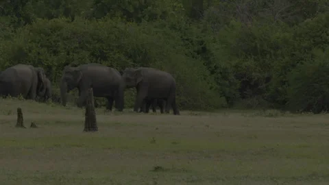 Elephant herd with calf Stock Footage 290366867