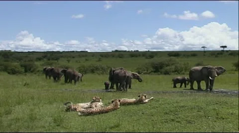 Elephant Herd with Cheetah Coalition Stock Footage 12384565